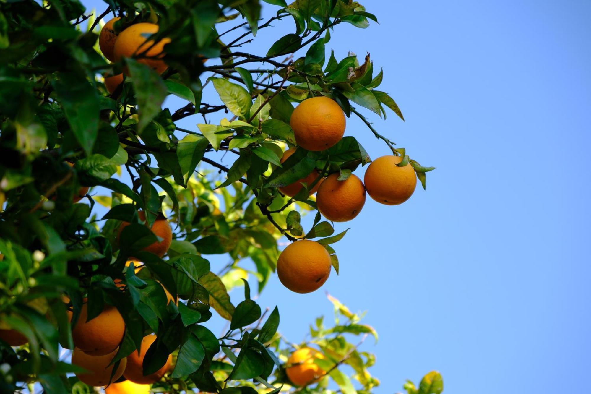 Conte Spencer Bed & Breakfast Caserta Vecchia Bagian luar foto